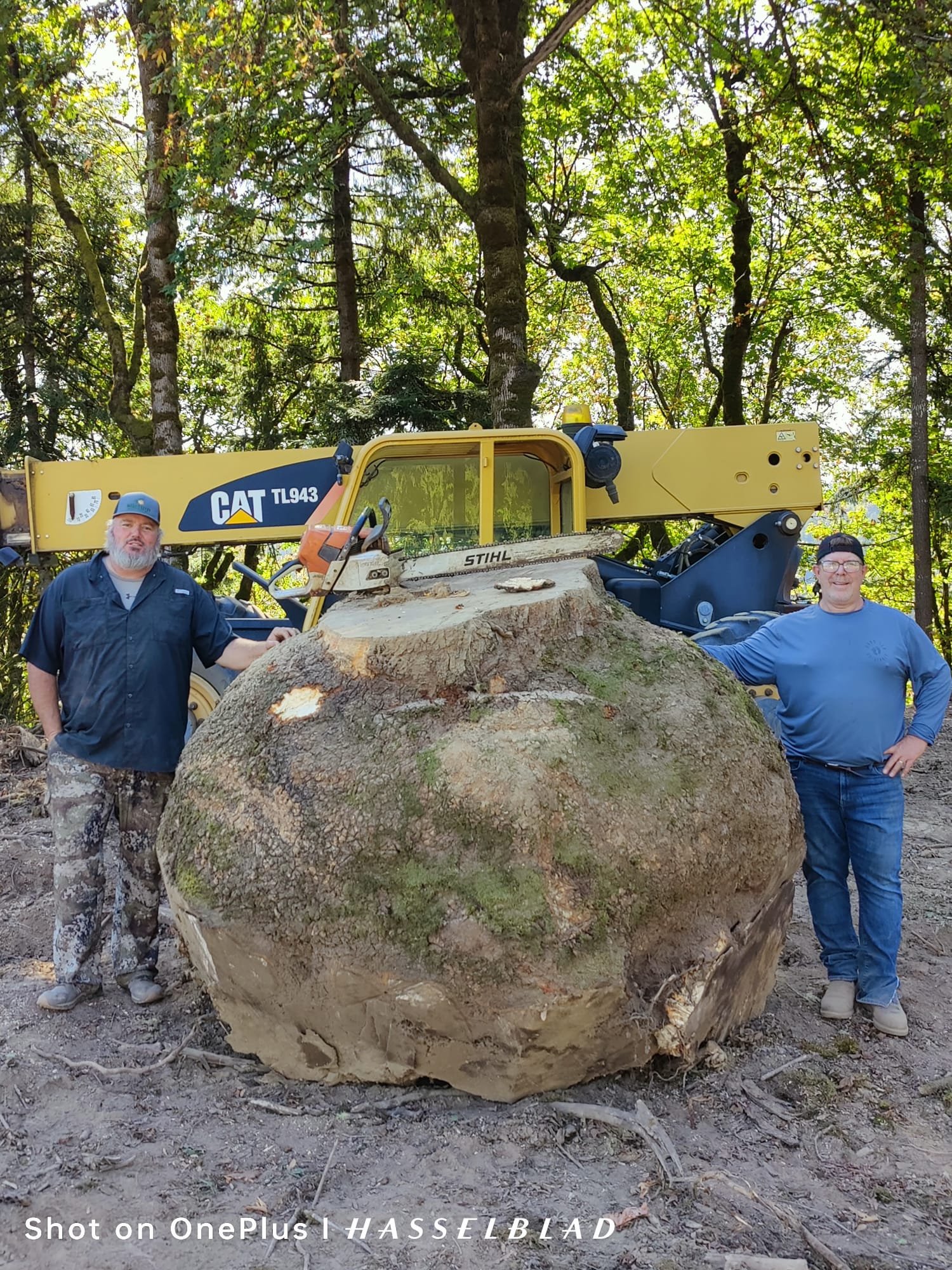 Hand-selecting walnut burl