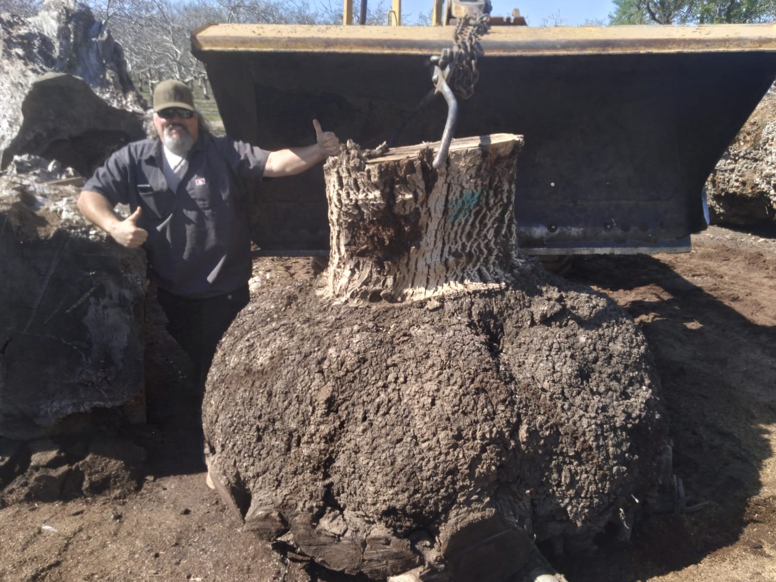 Hand-selecting California walnut burl