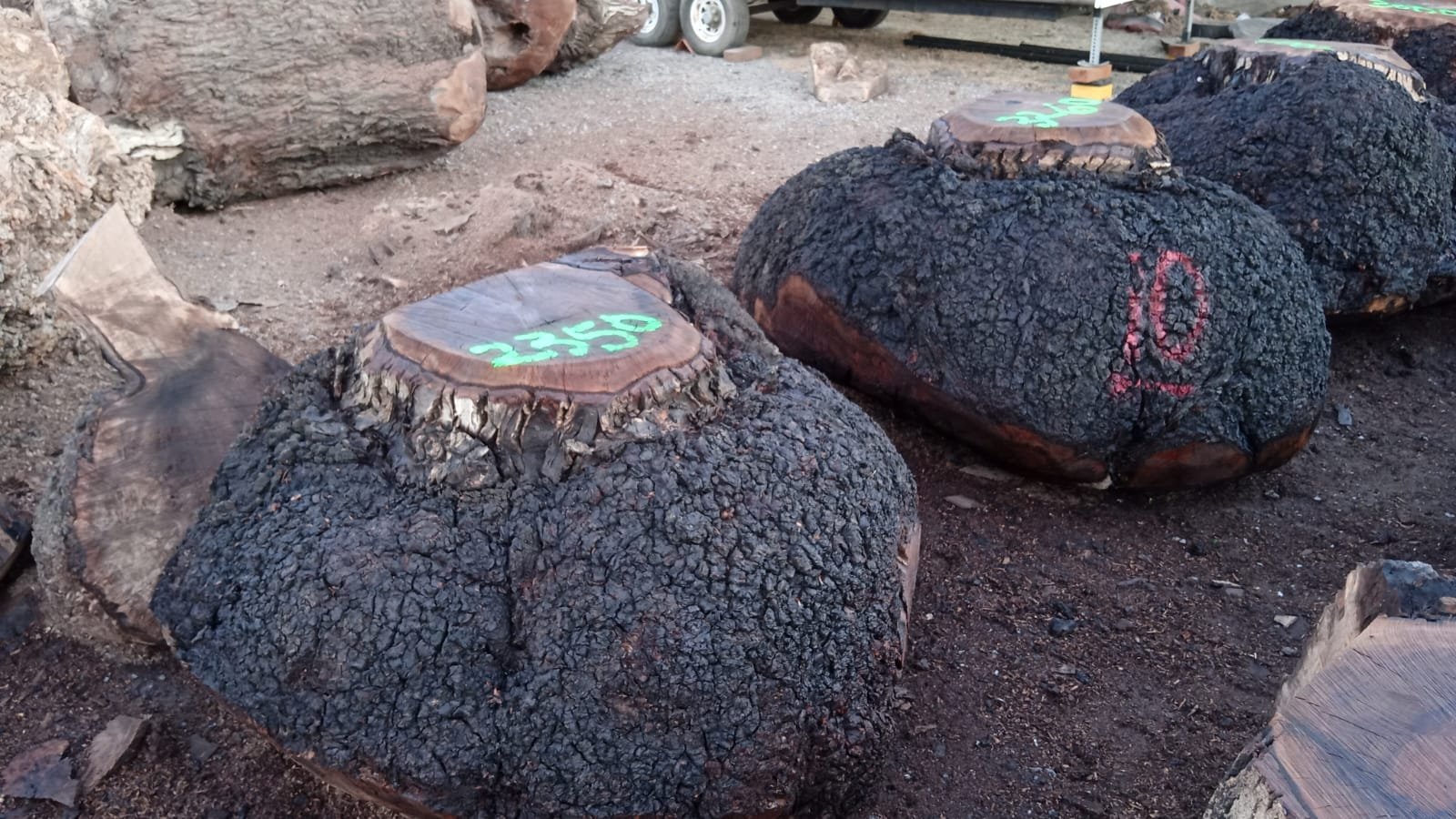 Premium walnut burl