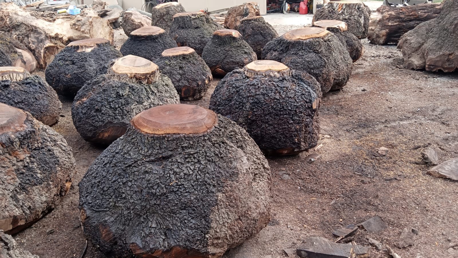 Premium walnut burl stock