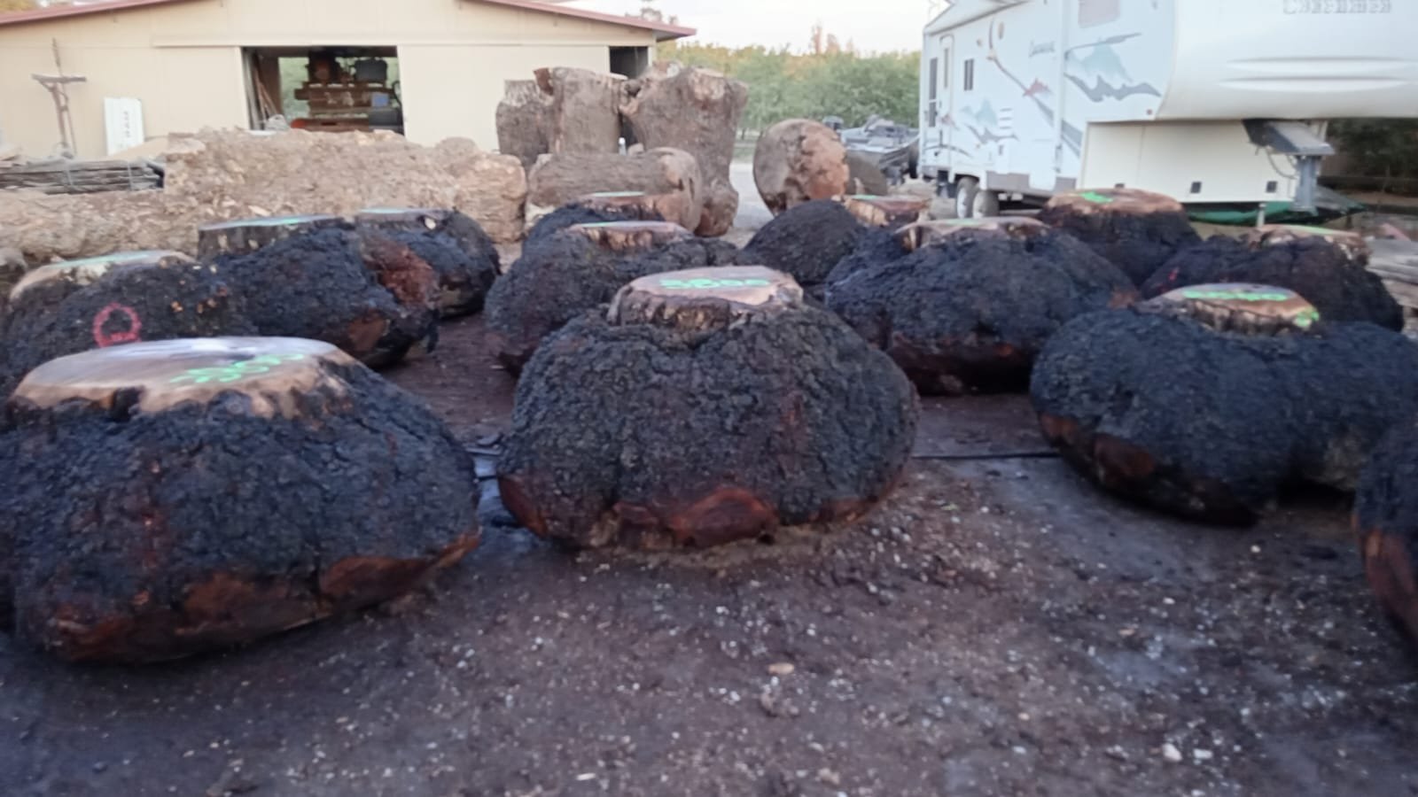 Numbered, hand-selected burls